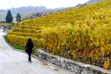 Obraz premium Vigneti di Lavaux