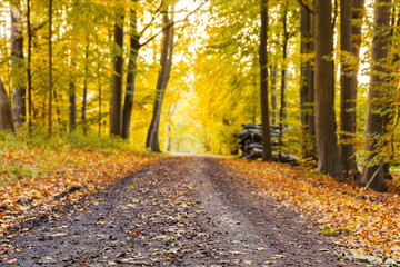 Autumn forest trail