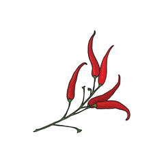 Vector hot pepper illustration.