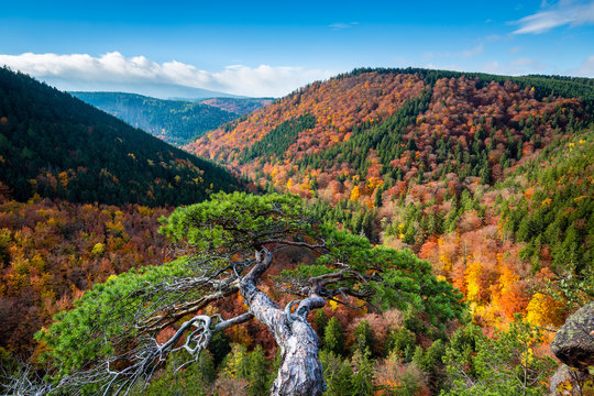 Ilsestein, Blick zum Brocken im Herbst