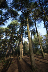 lickey hills