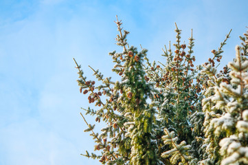 Spruce tree branches covered with snow. Winter background. Copy scape