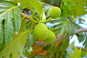 jackfruit, Artocarpus heterophyllus, exotic fruit