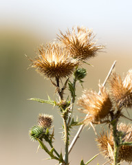 prickly plant in nature