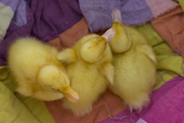 Cute young duckling, on start of their live.