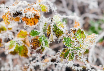 Hard rime on green and yellow leaves