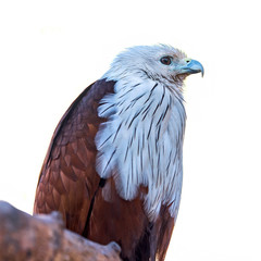 Brahminy Kite