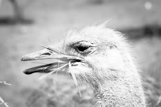 Ostrich Profile. Big Bird Eating Grass. Black and White Photo.