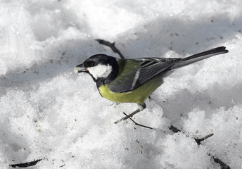 Great tit in the snow. Parus major. 