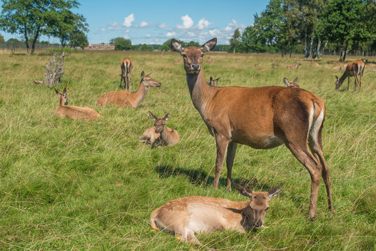 Deer grazing in field