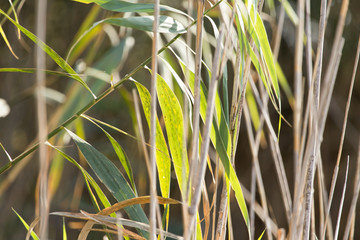 Obraz premium bulrush outdoors in autumn