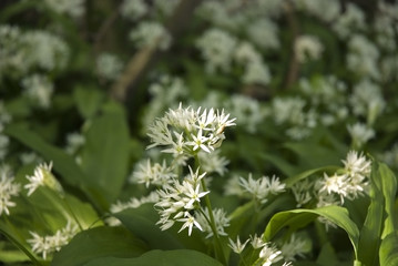 Garlic Flowers, Allium ursinum - Ramsons in Bloom