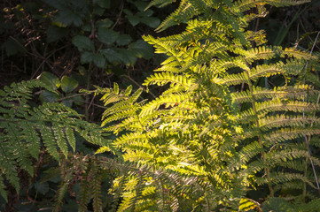 Dappled evening sunlight catching the fronds of bracken