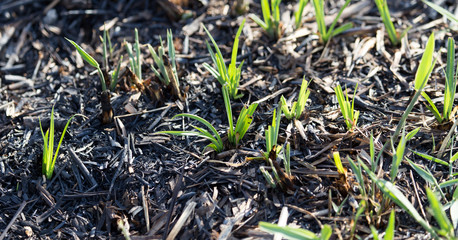 green shoots after a fire