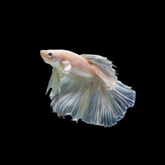 Fototapeta na wymiar Siamese fighting fish show the beautiful fins tail like ballet dance ,Halfmoon betta fish.