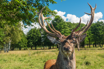 Male deer grazing in field