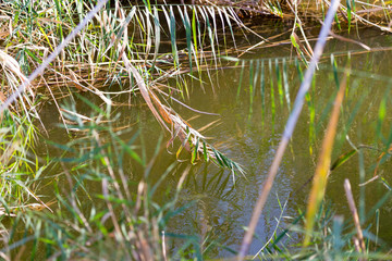 bulrush outdoors in autumn