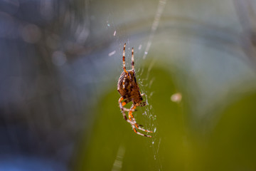 Araignée des jardins sur sa toile 