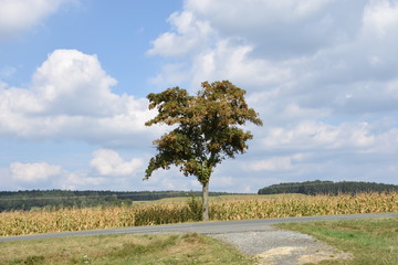 Feld, Acker, Baum, Oberfranken, Franken, Bayreuth, Dorf, Bauernhof