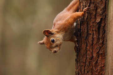 Squirrel sitting on the tree.