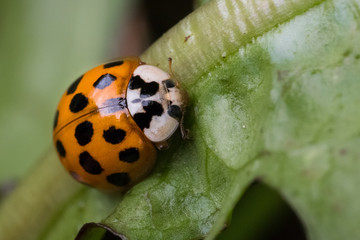 Beetle