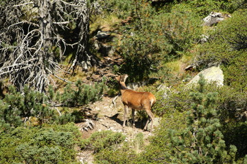 Cerf dans les Pyrénées