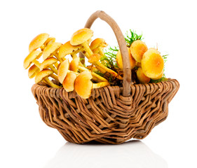 Honey fungus or Armillaria, on a white background