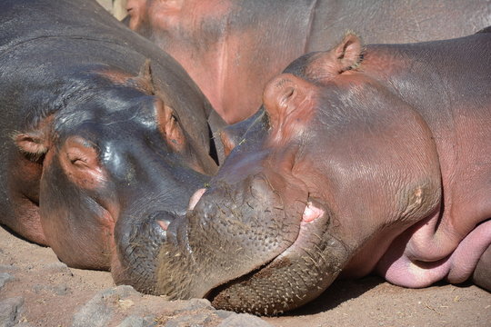 hippopotames en pleine sieste