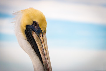 Pelican