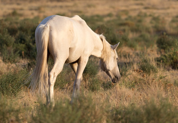Obraz na płótnie Canvas a horse in a pasture in nature
