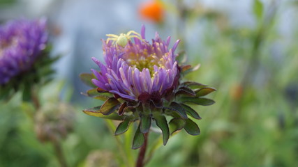 Spyder on the flower macro