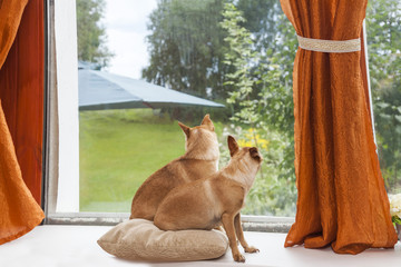 Two dogs waiting for his master indoors