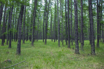 The summer wood of a larch