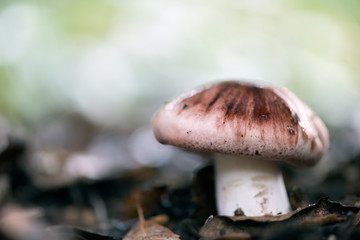 Landscape with mushrooms