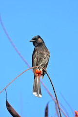 Red-vented Bulbul, exotic bird