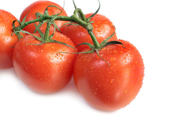 Bunch of fresh wet tomatoes isolated on white background