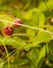 луговая земляника