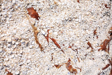 Shells on the beach in Jutland, Denmark