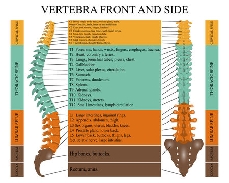 Diagram of a human spine in front and side with the name and description of all sections of the vertebrae. Vector illustration.