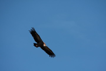 Vautour fauve (gyps fulvus)