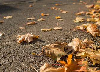 Ahornblätter als Laub auf einer Strasse