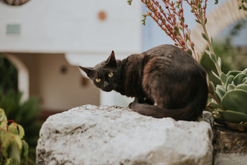 gato negro