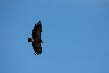 Vautour fauve (gyps fulvus)