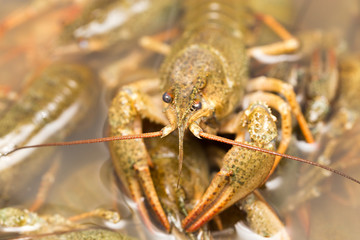 Live crayfish in the water as a background
