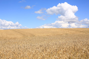 Landscape in Jutland, Denmark