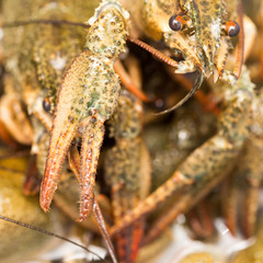 Live crayfish in the water as a background