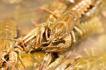 Live crayfish in the water as a background