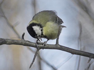 Great tit on branch eating seed holding it between the paws. 
