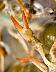 claw living cancer. macro