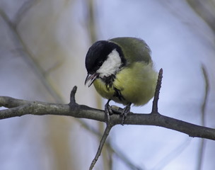 Great tit on branch eating seed holding it between the paws. 